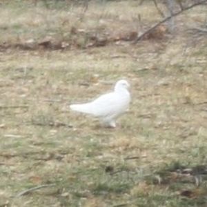 Meet your Posher, Sophie